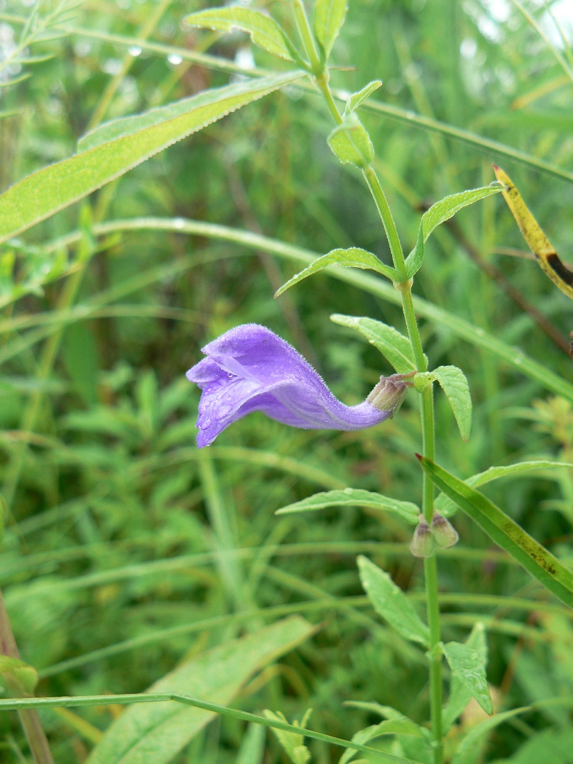 Изображение особи Scutellaria ikonnikovii.