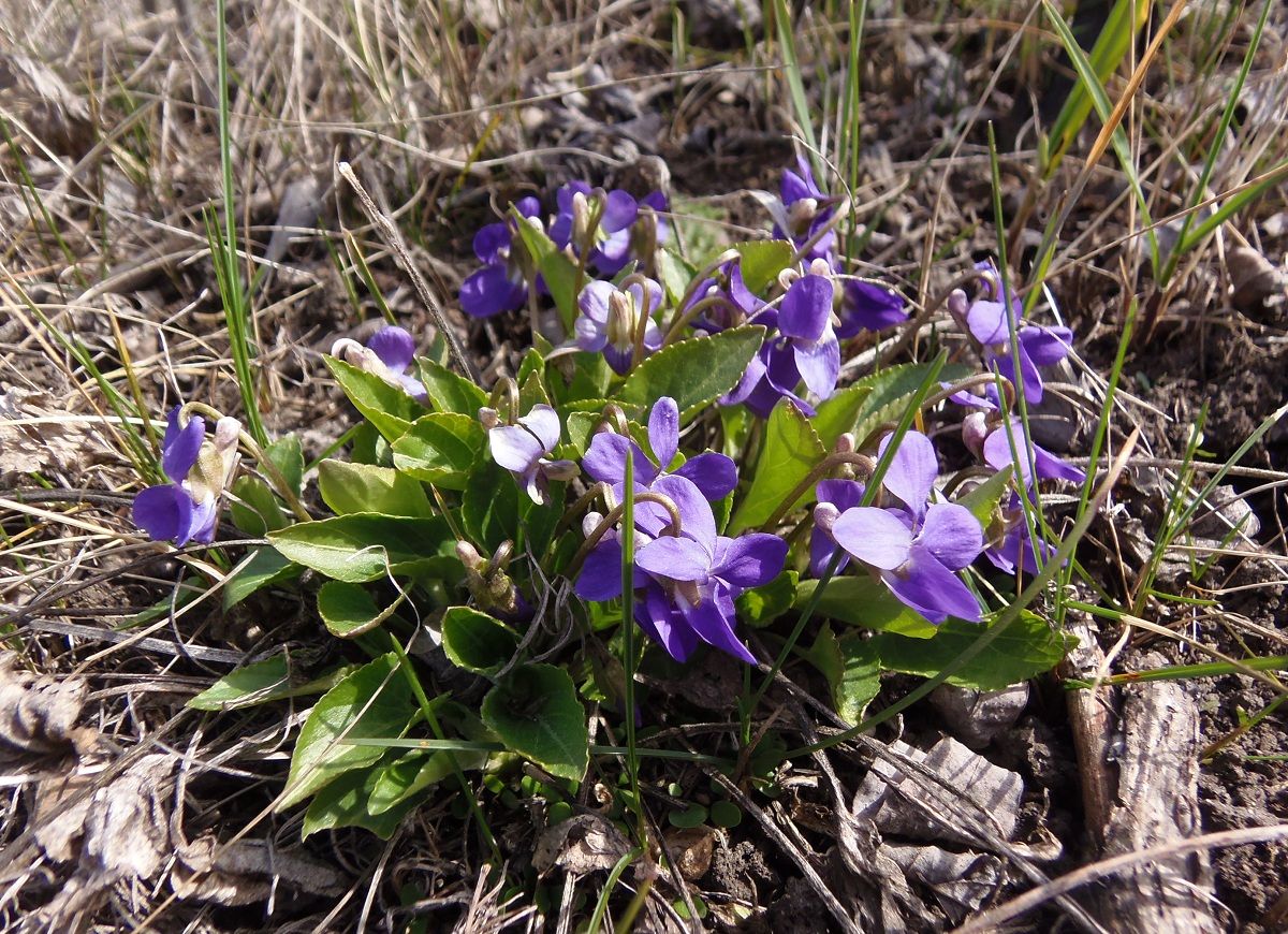 Изображение особи Viola ambigua.