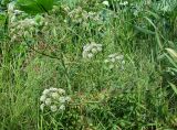 Cicuta virosa