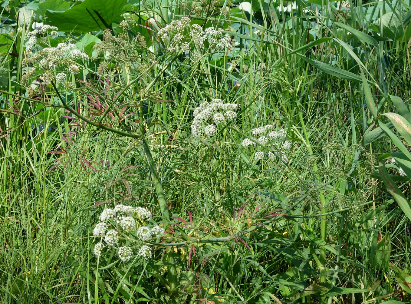 Image of Cicuta virosa specimen.