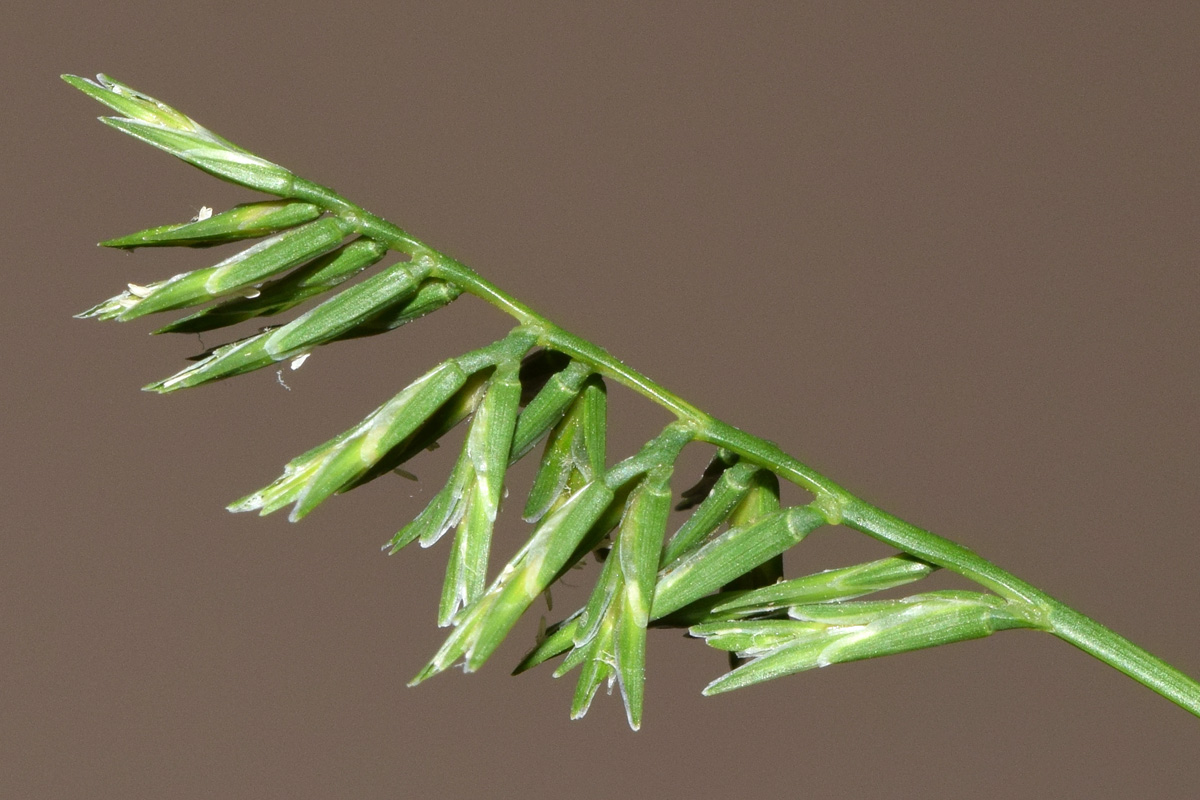 Изображение особи Sclerochloa dura.