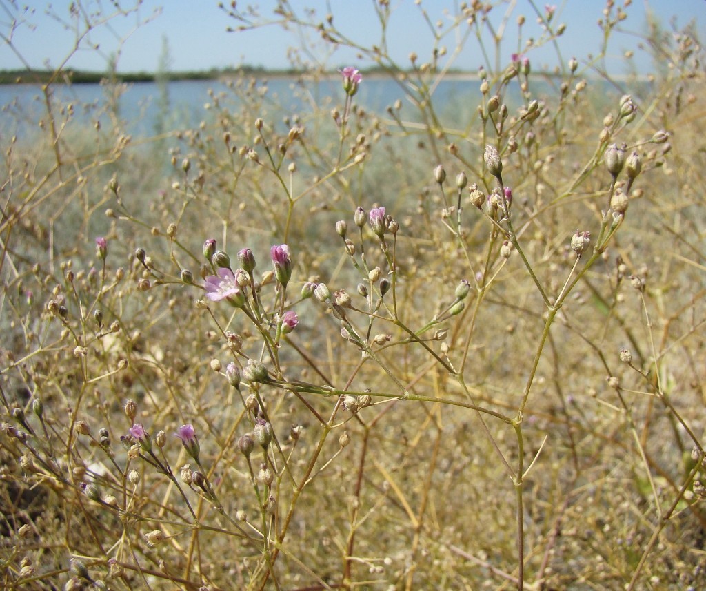 Image of Gypsophila perfoliata specimen.