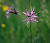 Coccyganthe flos-cuculi