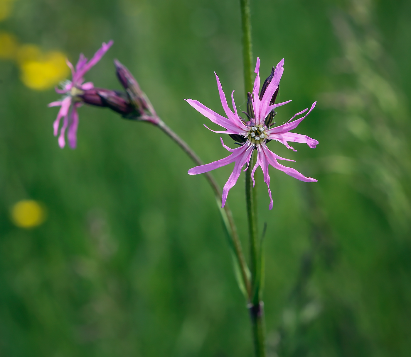 Изображение особи Coccyganthe flos-cuculi.