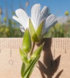 Cerastium purpurascens. Верхушка побега с соцветием с цветком и бутонами. Адыгея, Кавказский биосферный заповедник, Абадзешский перевал, ≈ 2000 м н.у.м., субальпийский луг. 13.06.2015.