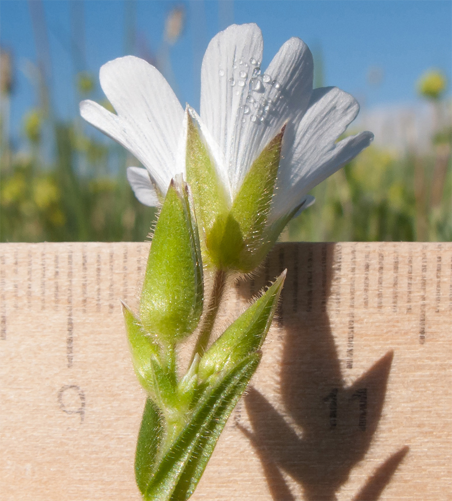 Image of Cerastium purpurascens specimen.