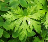 Geranium gorbizense