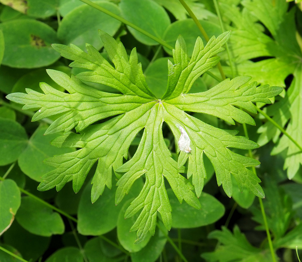 Изображение особи Geranium gorbizense.