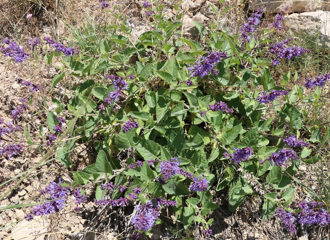 Image of Salvia verticillata specimen.