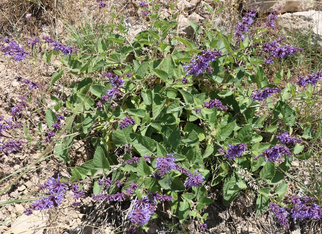 Изображение особи Salvia verticillata.