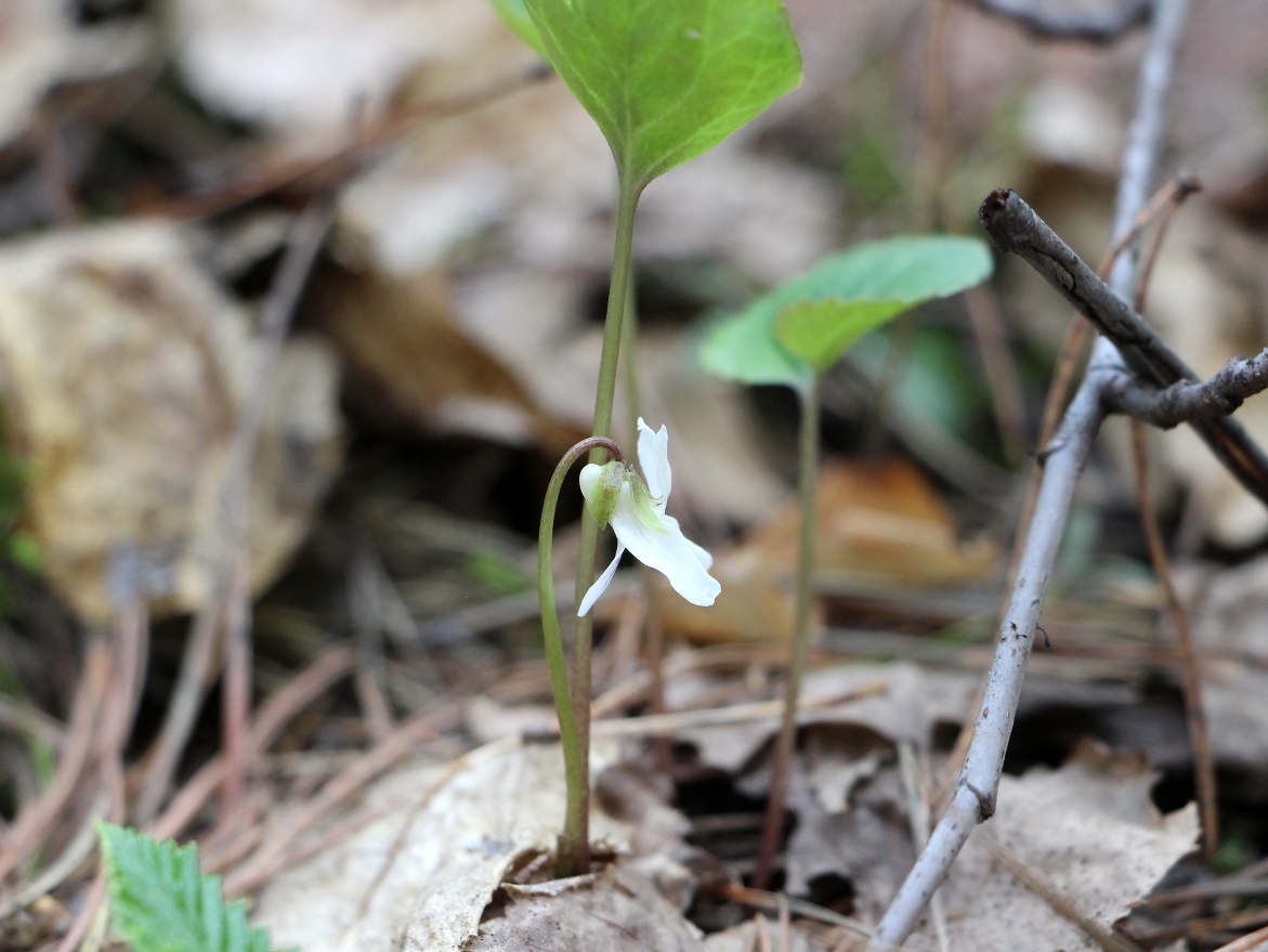 Image of Viola brachyceras specimen.