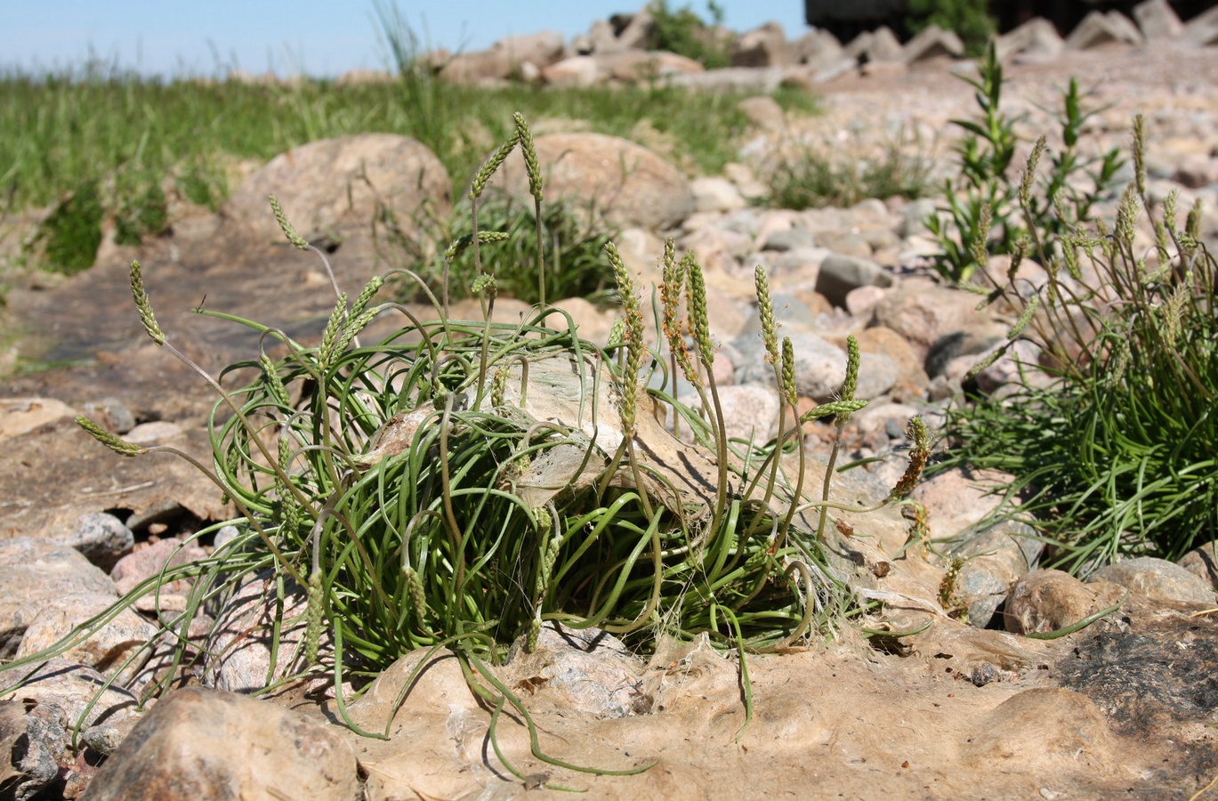 Image of Plantago maritima specimen.