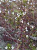 Euphrasia wettsteinii