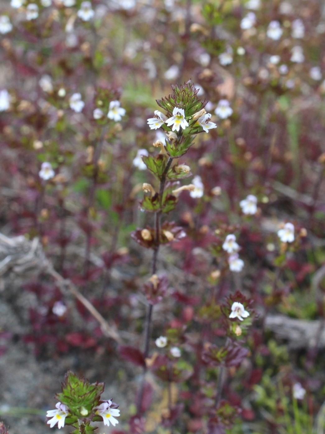 Изображение особи Euphrasia wettsteinii.