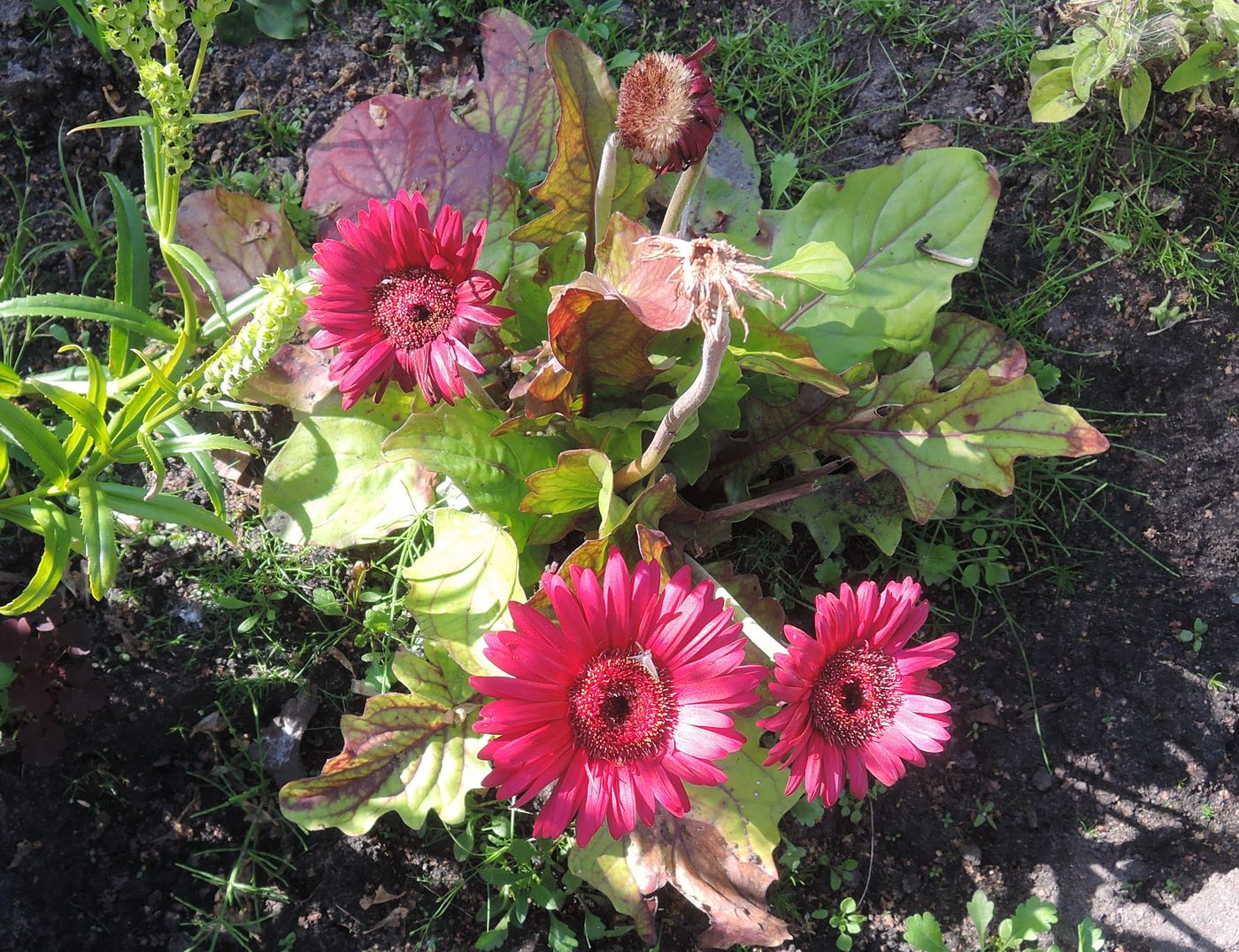 Image of Gerbera jamesonii specimen.