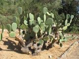 genus Opuntia. Плодоносящее растение. Испания, Каталония, провинция Girona, Costa Brava, Blanes, ботанический сад \"Pinya de Rosa\". 27 октября 2008 г.