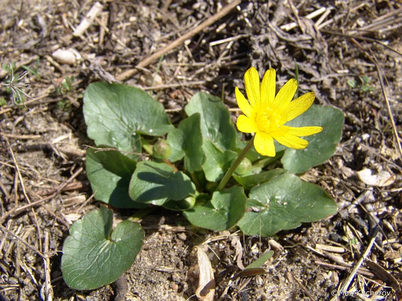 Image of Ficaria stepporum specimen.