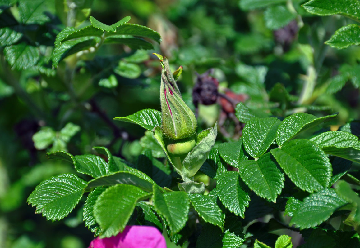Image of Rosa rugosa specimen.
