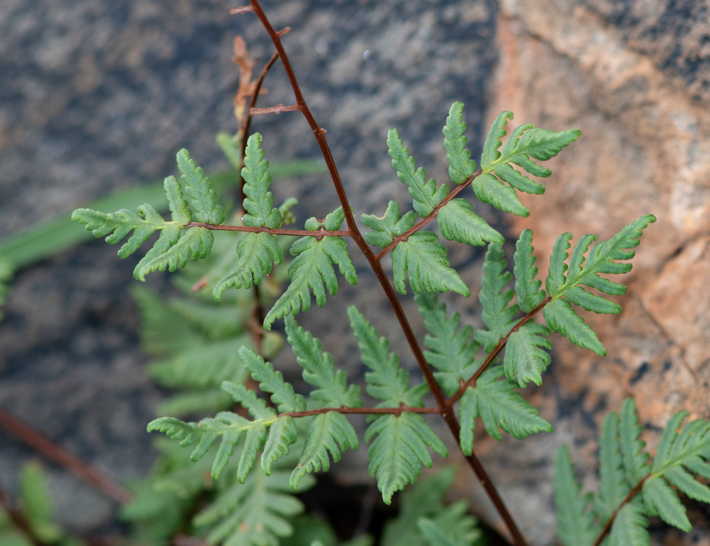 Изображение особи Cheilanthes dinteri.