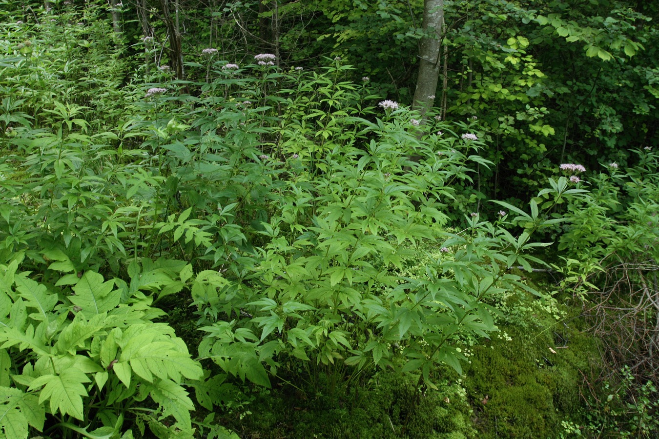 Изображение особи Eupatorium cannabinum.