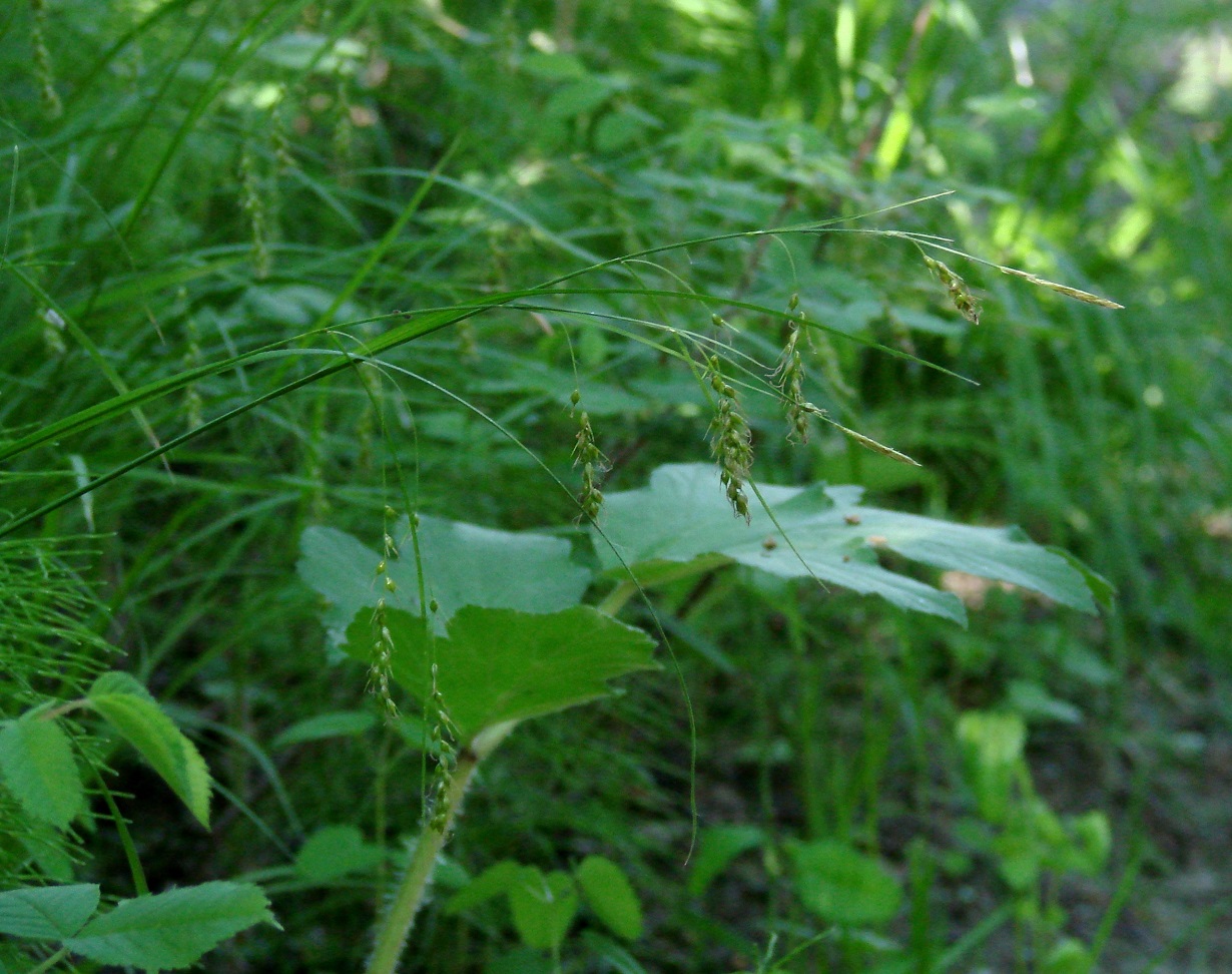 Image of Carex arnellii specimen.