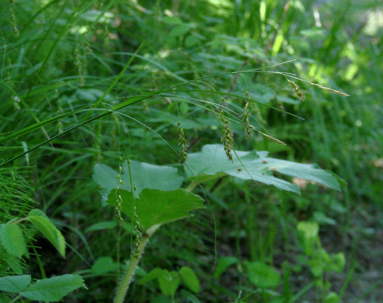 Изображение особи Carex arnellii.