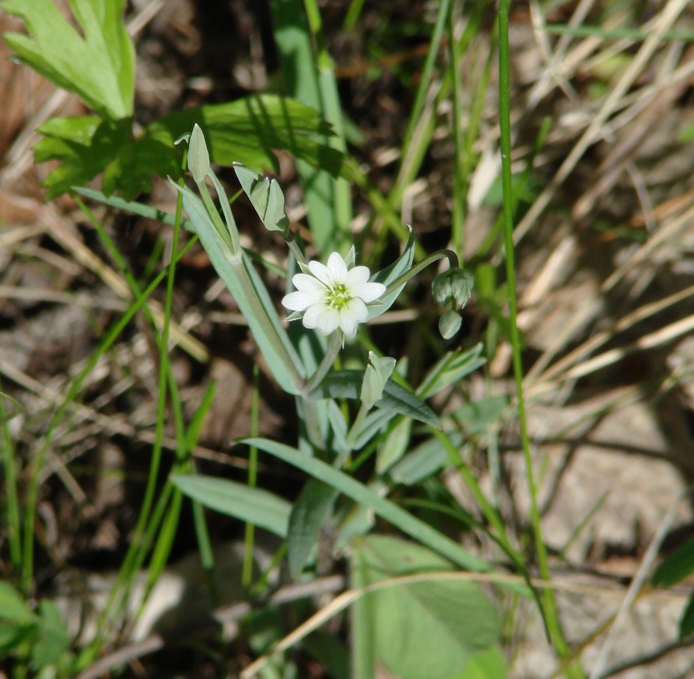 Image of Stellaria dahurica specimen.