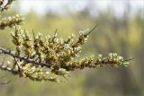 Hippophae rhamnoides