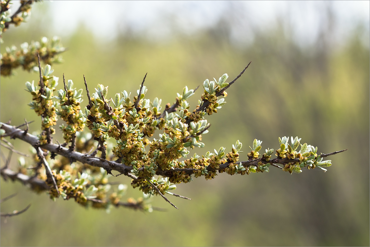 Изображение особи Hippophae rhamnoides.