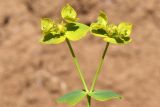 Euphorbia jaxartica