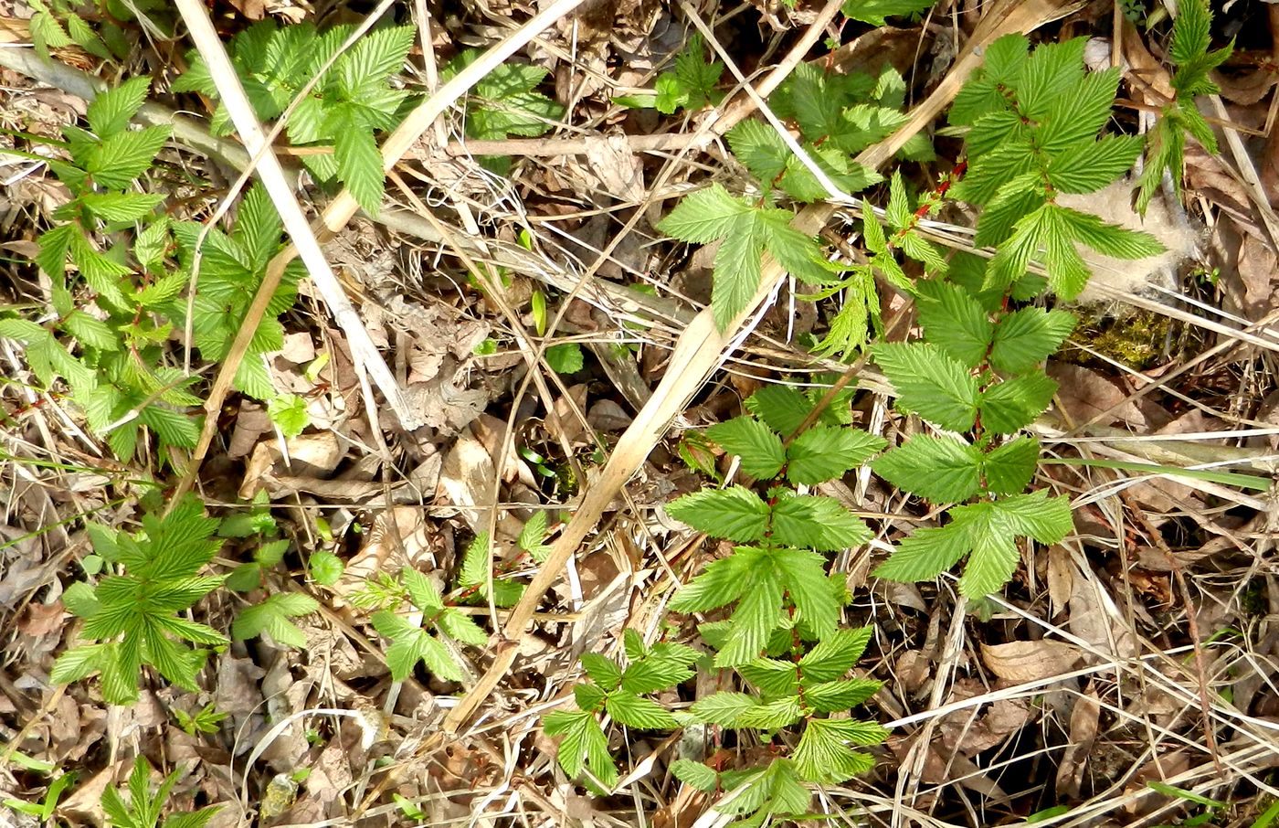 Image of Filipendula ulmaria specimen.