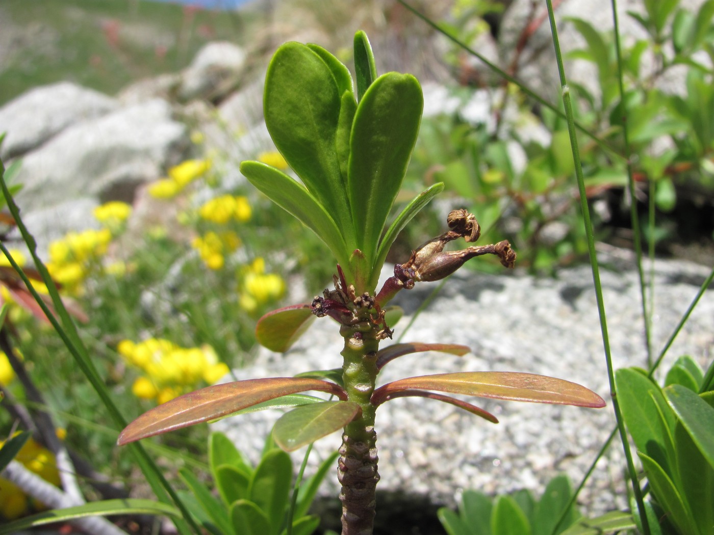 Image of Daphne glomerata specimen.