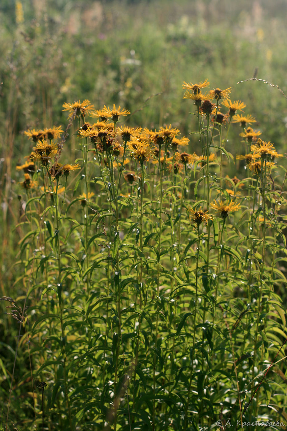 Image of Inula salicina specimen.