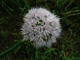 род Allium