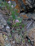 Allium cretaceum. Цветущие растения. Башкирия, Учалинский р-н, хр. Нурали, ≈ 700 м н.у.м., каменистый склон. 22.07.2020.