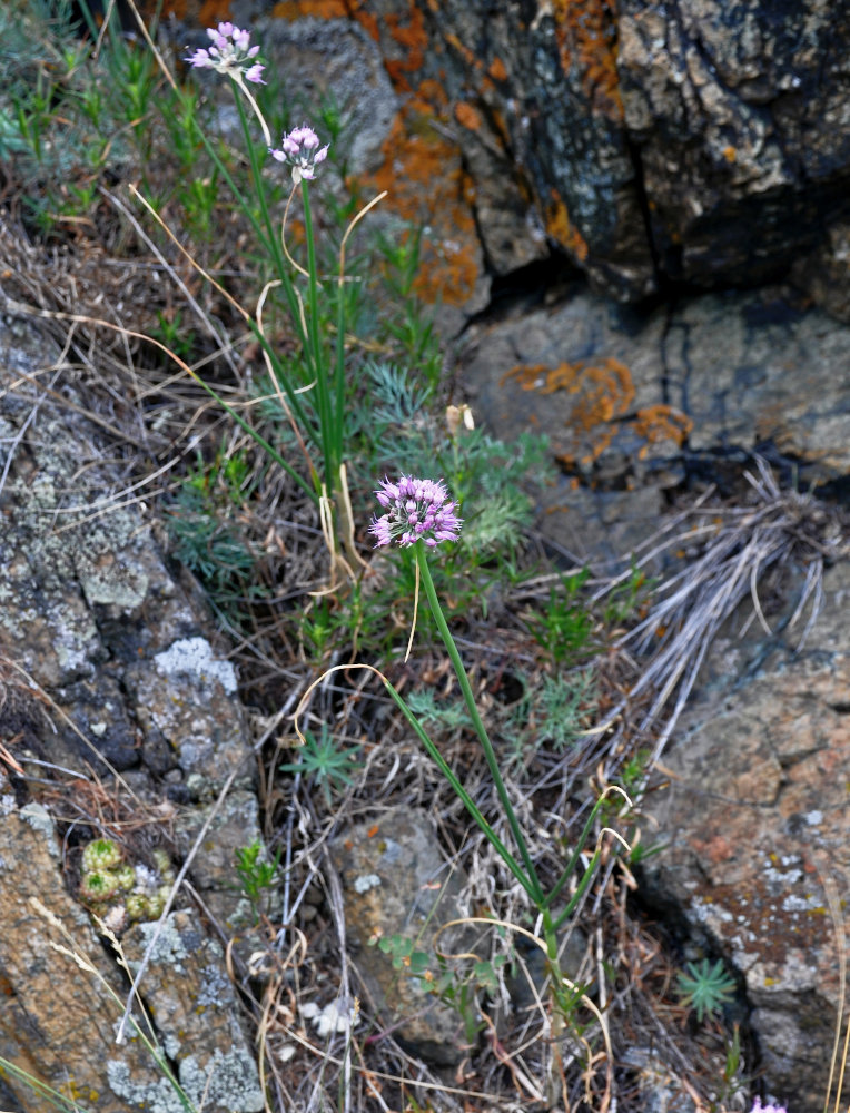 Изображение особи Allium cretaceum.