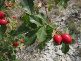 Rosa canina