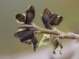 Parrotia persica. Верхушка ветви с соцветиями. Испания, автономное сообщество Каталония, провинция Жирона, комарка Баш-Эмпорда, муниципалитет Палафружель, ботанический сад \"Кап-Роч\". 21.02.2021.