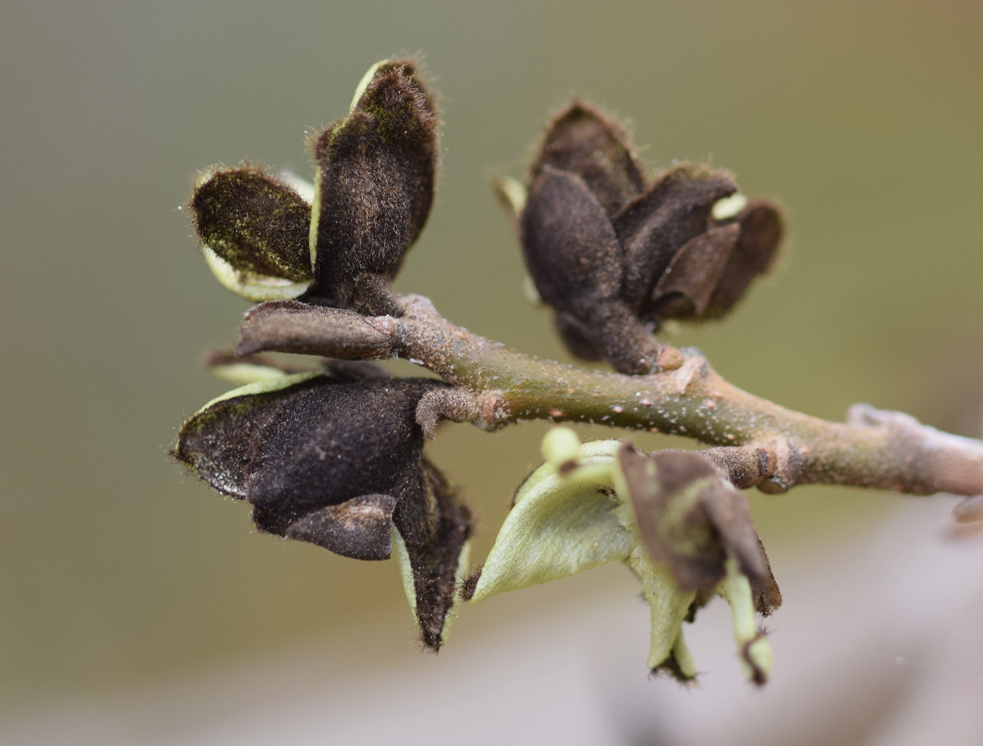 Изображение особи Parrotia persica.