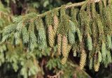 Picea pungens