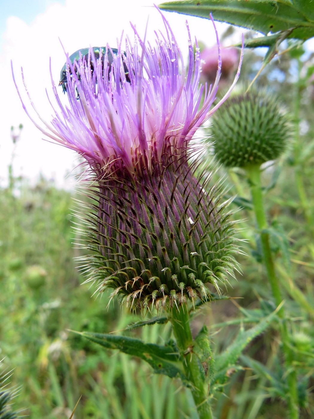 Изображение особи Cirsium serrulatum.