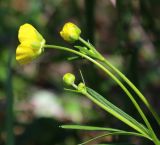 Ranunculus pedatus