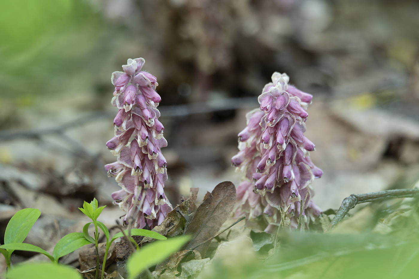 Изображение особи Lathraea squamaria.