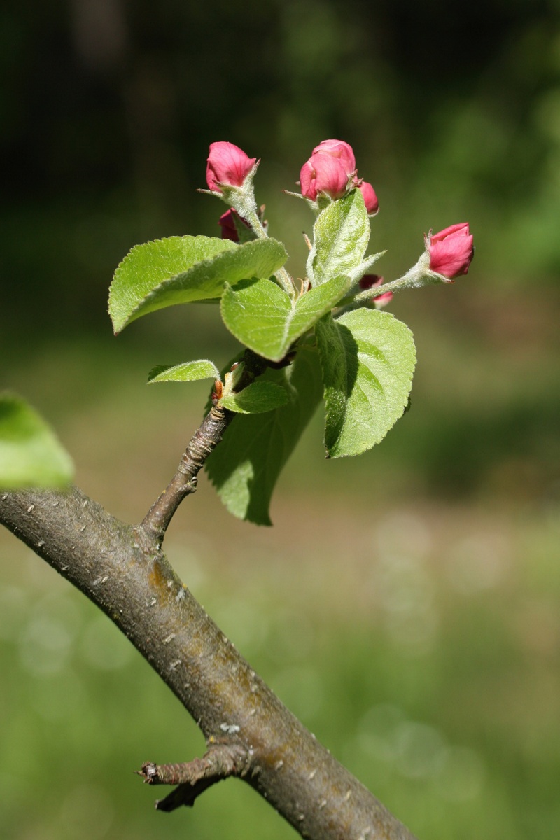 Image of Malus domestica specimen.