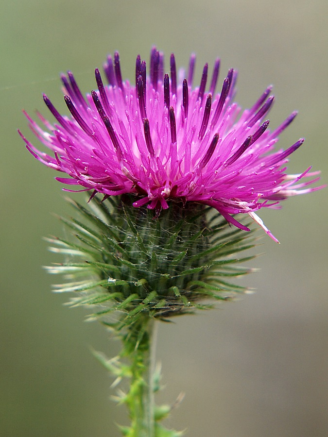 Изображение особи Carduus crispus.