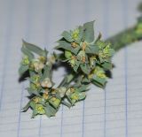 Euphorbia aleppica