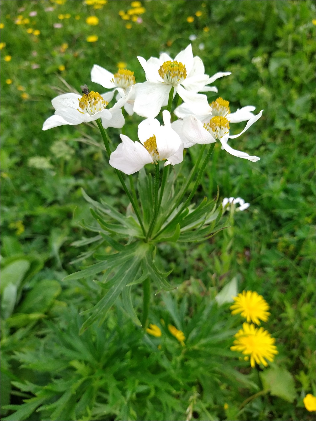 Изображение особи Anemonastrum fasciculatum.