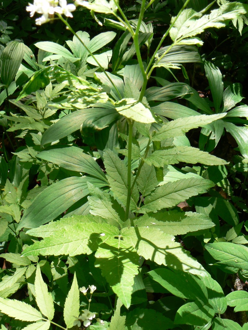 Изображение особи Cardamine leucantha.