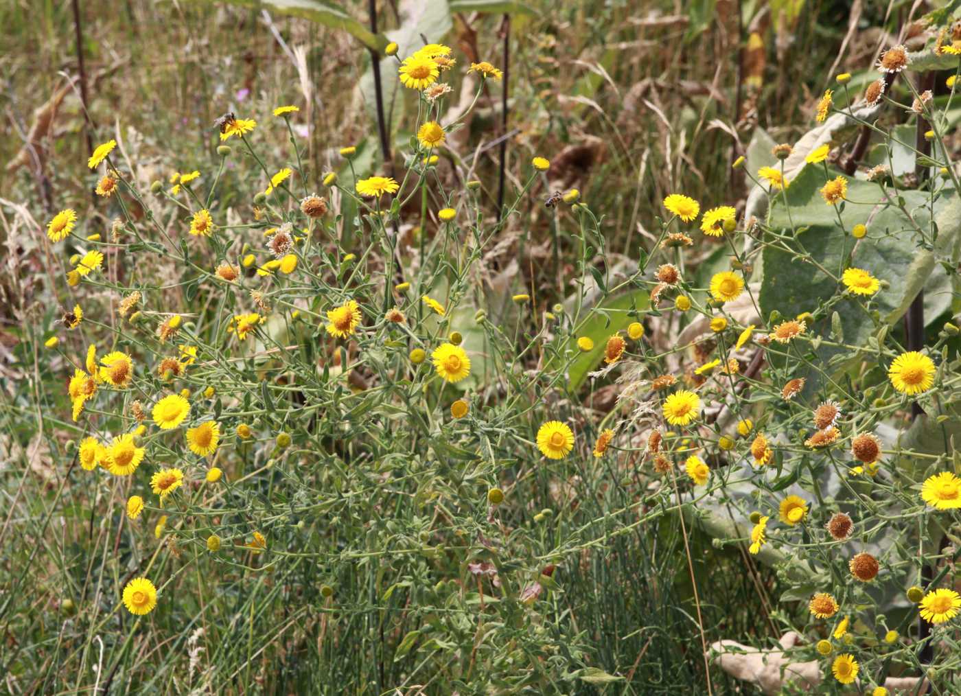 Image of Pulicaria dysenterica specimen.