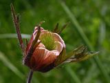 Geum rivale